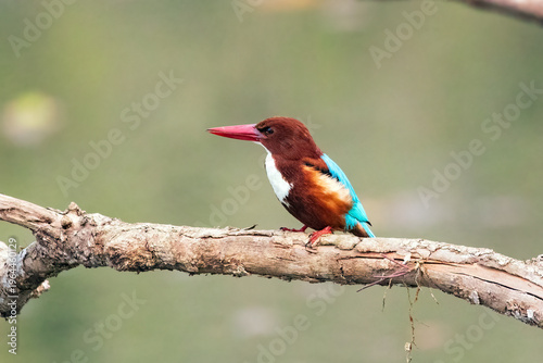 Canvas Print White-throated Kingfisher, Chitwan National Park, Nepal.