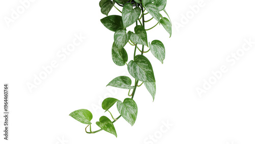 Φωτογραφία Isolated tropical silver pothos houseplant trailing vine with variegated green and grey leaves