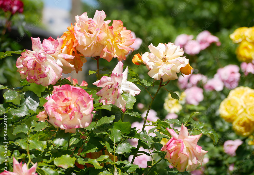 Fototapeta premium Varietal elite roses blooming. Rosengarten Volksgarten in Vienna. Floribunda rose flowers.
