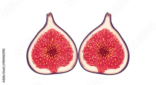 A vibrant vector illustration of a cut fig showcasing its intricate interior design