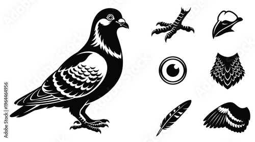 Detailed pigeon bird vector illustration set featuring pigeon body head with beak eye feather wing and bird foot icons isolated