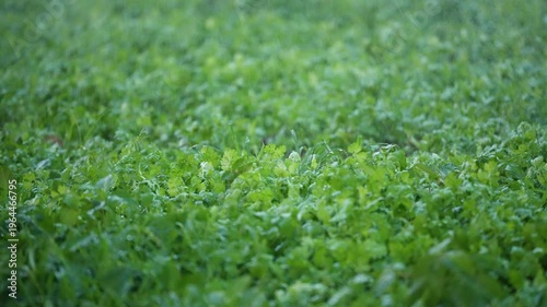 Wallpaper Mural Fresh green coriander leaves, organic cilantro herb ingredient for healthy cooking and food garnish. Torontodigital.ca