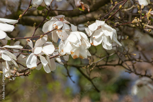 eautiful Kobushi magnolia tree during peak flowering season in spring