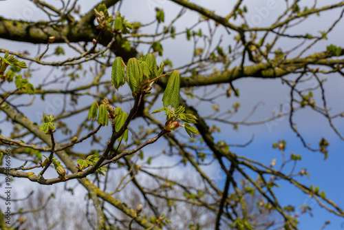 Fresh shoot emergence of horse chestnut tree in early spring