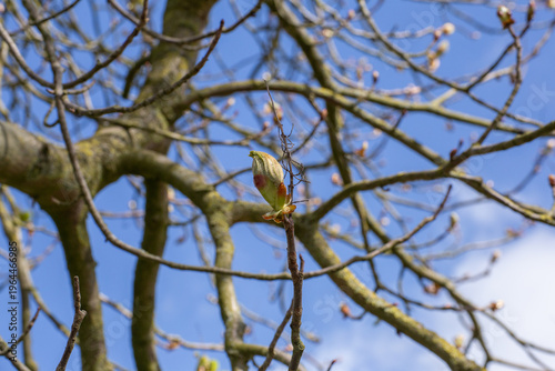 Detailed view of horse chestnut bud before blooming in spring