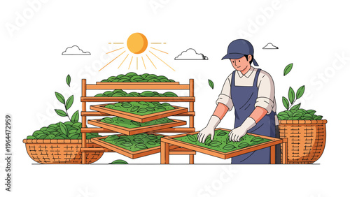 Tea Harvest Under the Sun: A diligent worker carefully tends to trays of freshly harvested tea leaves, laid out to dry under the warm glow of the sun.