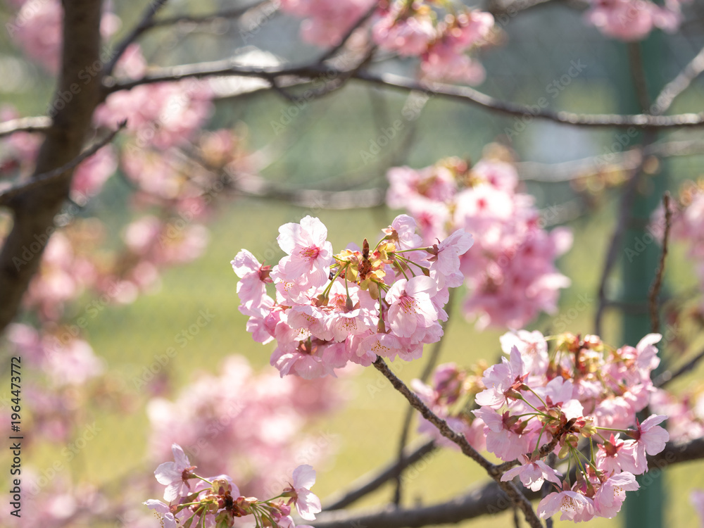 Fototapeta premium 春の桜