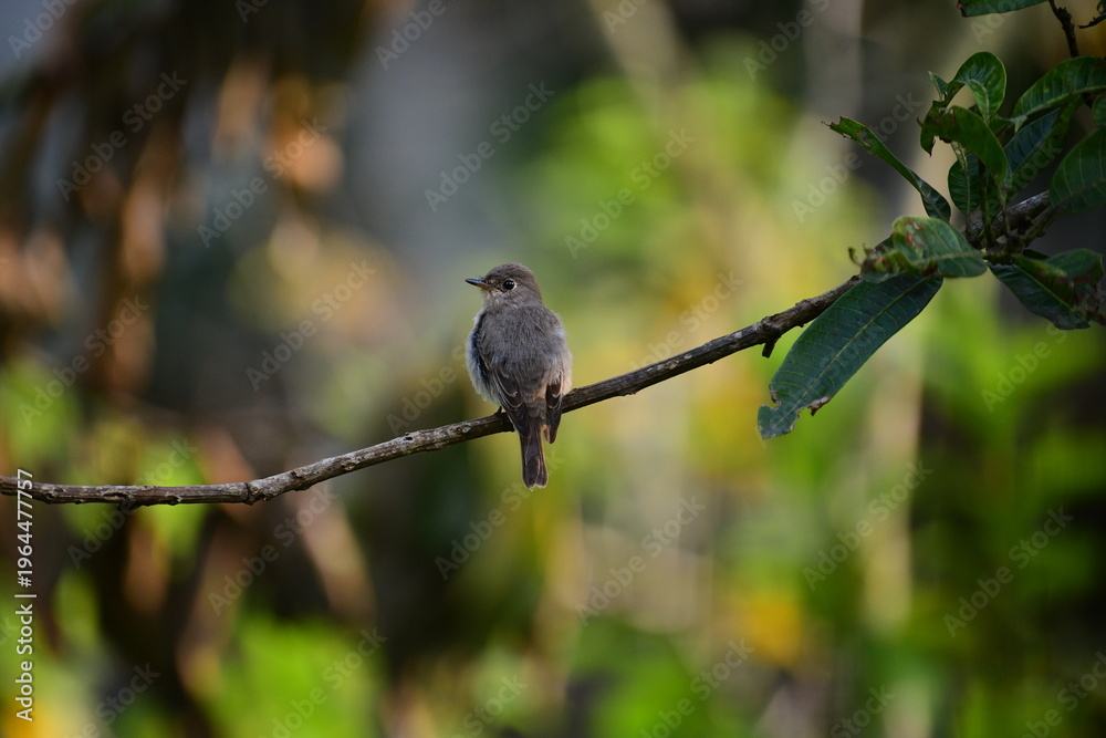 Obraz premium This small, dusky-grey flycatcher perches solitarily on a slender, horizontal branch. Its soft, mottled plumage blends into the dappled green and yellow bokeh of the lush, sunlit forest background.