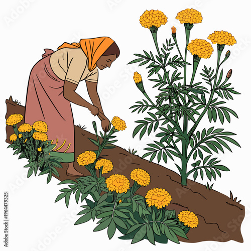 Woman planting marigold flowers garden