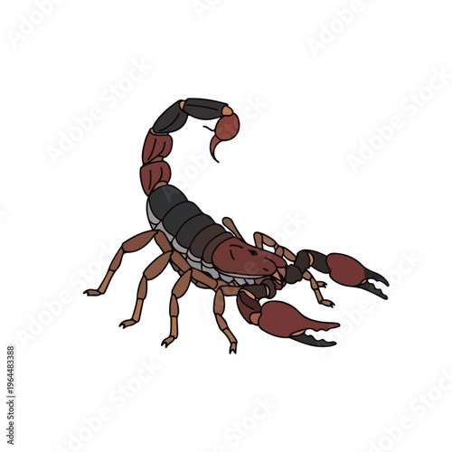 Scorpion with curled tail and claws on white background