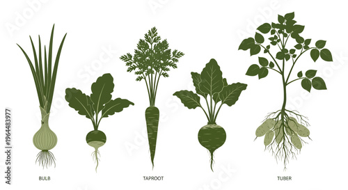 Root vegetable growth stages: bulb, taproot, tuber plant illustration