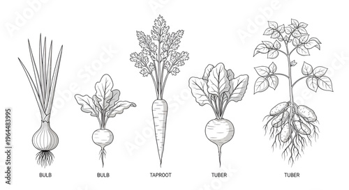 Root vegetable types: onion bulb, turnip bulb, carrot taproot, beet tuber, potato tuber vector illustration