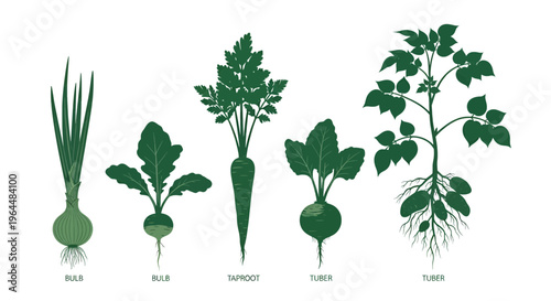 Variety of root vegetables including onion, radish, carrot, beet, and potato plants, flat design vector illustration
