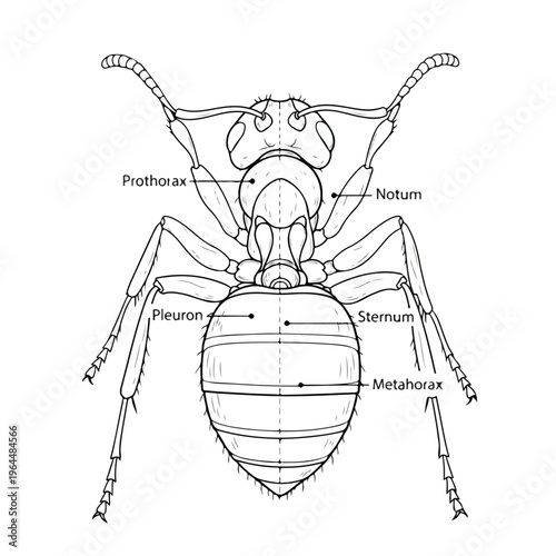 Detailed anatomy of an insect body parts labeled diagram