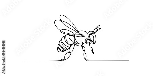 Minimalist continuous single line drawing of a honey bee depicted on a plain white background Vector, illustration