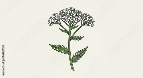 Delicate white flowers top a green stem with feathery leaves