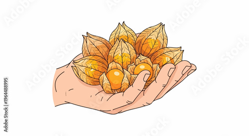 Hand holding ripe golden berries enclosed in papery husks