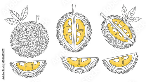 Set of hand drawn durian fruit illustrations including whole fruit sections and leaves in a detailed sketch style.