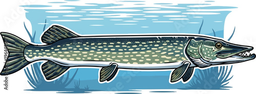 Fierce, spotted predatory fish swims in shallow blue water with reeds