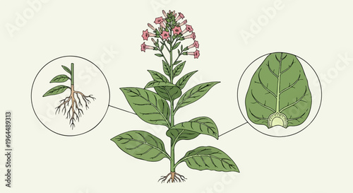 Detailed illustration of a tobacco plant, showing its roots, stem, leaves, and flowers