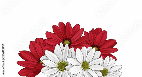 Red and white daisy-like flowers arranged at the bottom of a white background