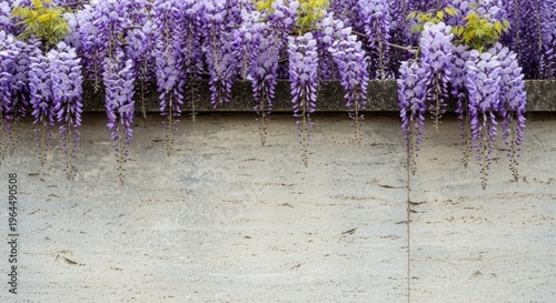 Purple Wisteria Flowers Cascading Over Neutral Stone Background