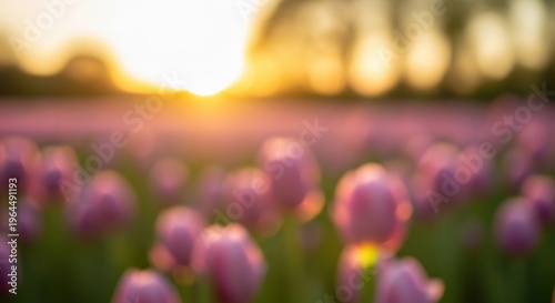 Soft Focus of Purple Tulips at Sunset with Dreamy Background Effect