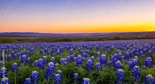 Expansive Bluebonnet Field Underneath Vibrant Sunset Sky