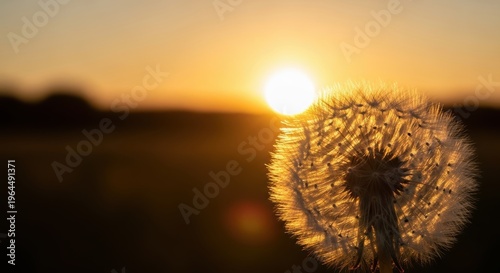 Beautiful Dandelion Seed Head Against Golden Sunset Background