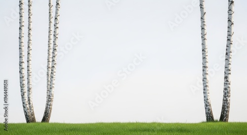 Serene Birch Trees Against a Minimalist Sky and Green Grass