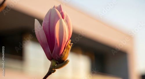 Beautiful Pink Flower Blooming Against Soft Architectural Background
