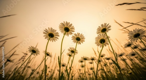 Serene Field of Daisies at Sunset with Soft Warm Background Glow