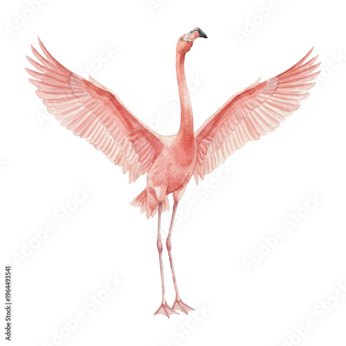 Stretching Flamingo Watercolor Vector Illustration Isolated on White Background Wings Open Pink Bird Clipart
