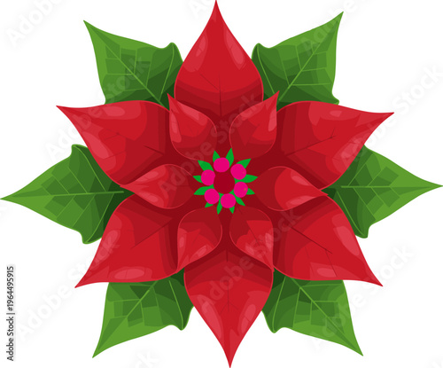 Vászonkép Poinsettia flower illustration, festive Christmas plant design, holiday season d