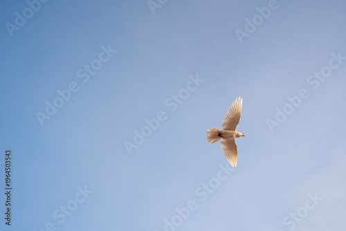 Pigeon in the blue sky