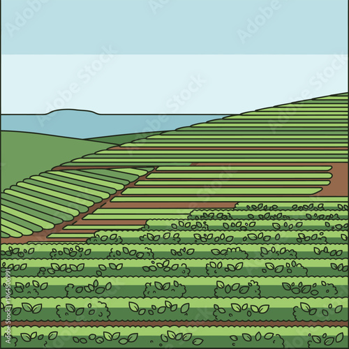 Terraced agricultural fields with crops growing.