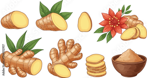 Fresh Ginger Root Vector Set with Slices, Powder Bowl, Green Leaves, and Ginger Flower Illustrations for Culinary, Healthcare, and Organic Spice Product Designs