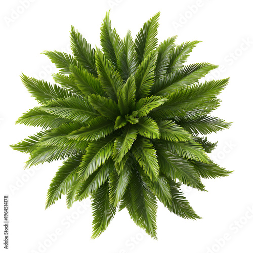 Top view lush green palm tree plant isolated on transparent background beautiful nature photography for architectural plans or landscape design element