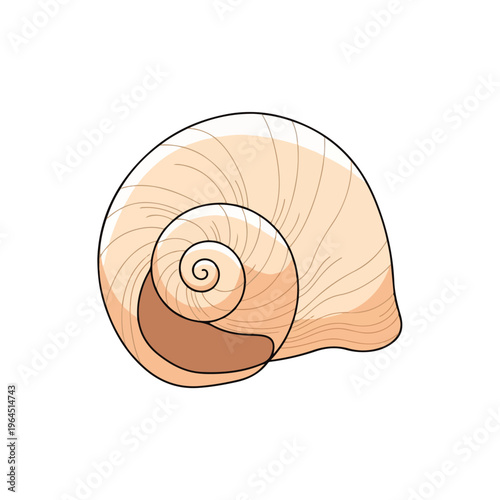 Detailed illustration of a beige snail shell with brown accents on a white background