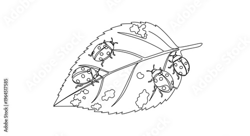 Ladybird beetles crawling on infested green leaf in monochrome style  