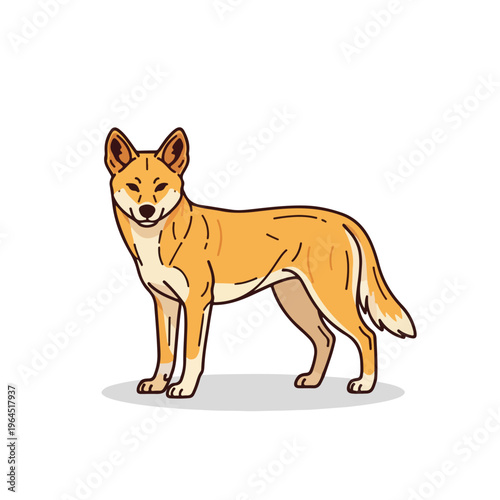 Dingo standing isolated on white background looking forward
