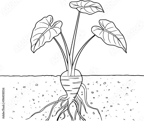 Line of a taro plant with large leaves and visible root system underground