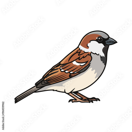 Sparrow bird standing on ground looking sideways in brown gray and white plumage