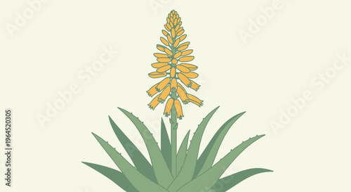 Illustration of a plant with a tall stalk of yellow flowers and green, spiky leaves