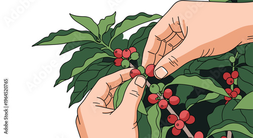 Two hands are carefully plucking ripe red and green coffee cherries from a leafy branch of a coffee plant on a white background.
