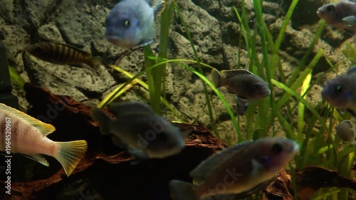 Colorful tropical fish swimming in aquarium with plants and rocks. Close-up underwater scene with striped cichlid and vivid species, natural aquatic habitat.