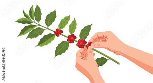 Two light-skinned hands are carefully picking ripe red coffee cherries from a single leafy branch against a clean white background.