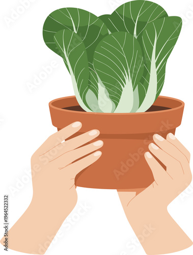 Hands holding a potted plant vector, illustration of fresh green bok choy or lettuce growing in a terracotta pot, isolated on white background