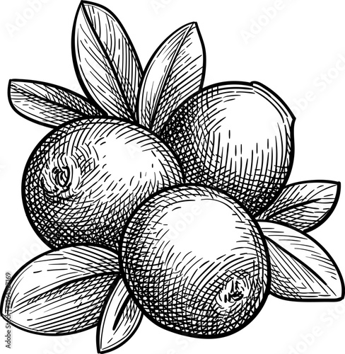 Cranberry sprig with berries and leaves. Isolated ink sketch. Hand-drawn vintage engraving illustration.