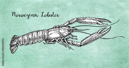 Norwegian lobster. Ink sketch of langoustine on old paper background. Hand-drawn vintage engraving illustration.
